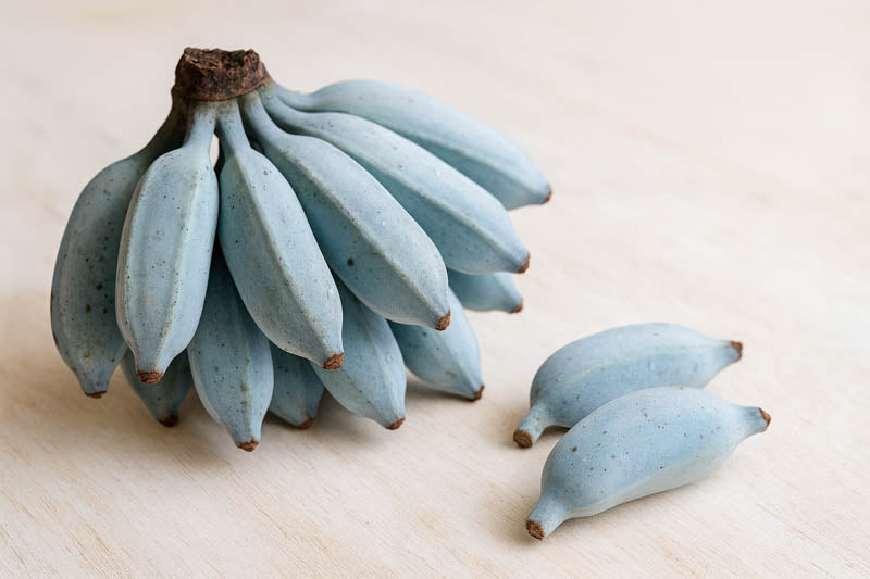 Blue Java Banana (Ice Cream Banana) Fruit Seeds – Heirloom Non-GMO Seeds