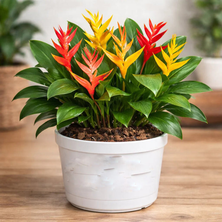 Semillas de Flor de Heliconia Mixtas – Variedad Antigua, No-GMO, Alta Germinación