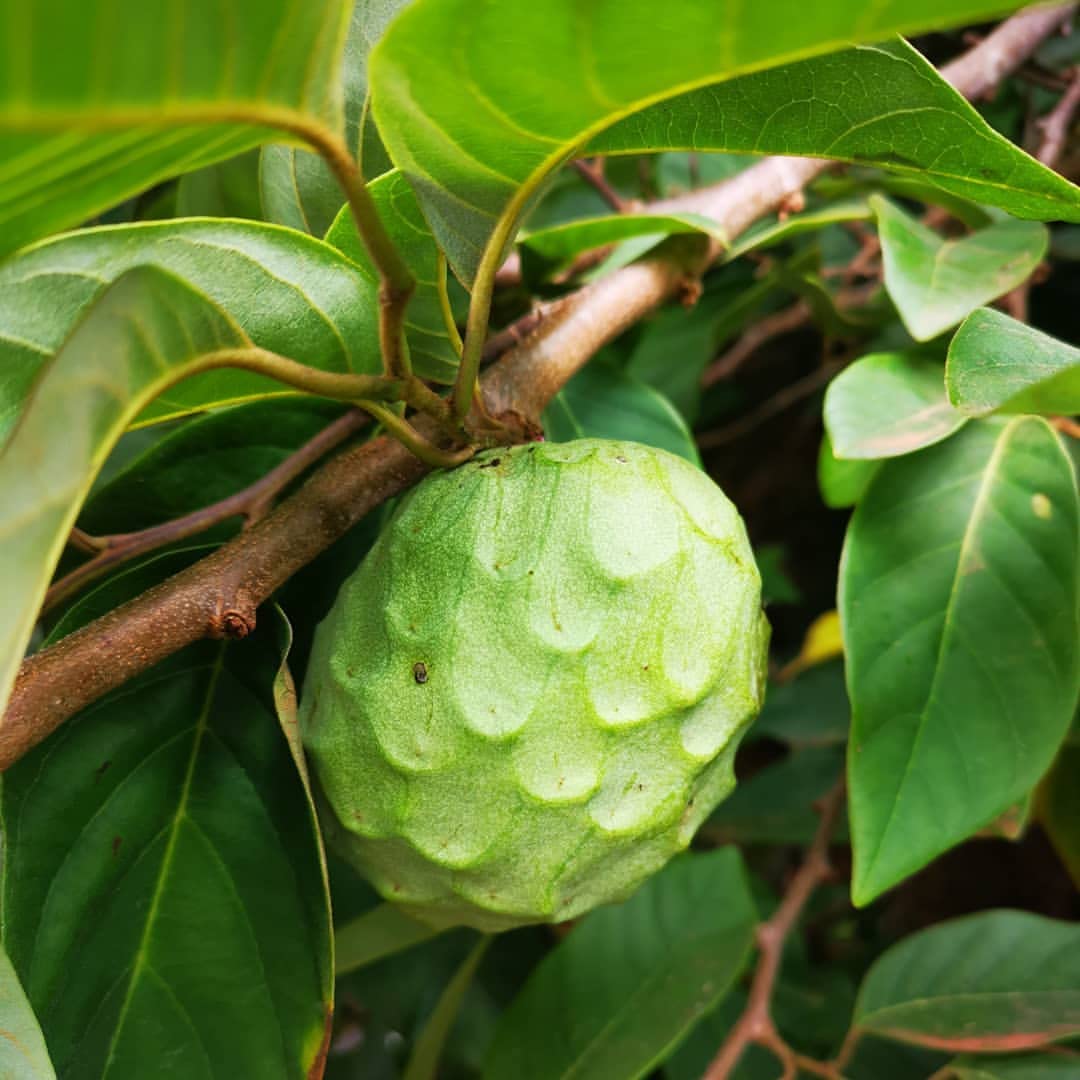 annona annona flower seeds