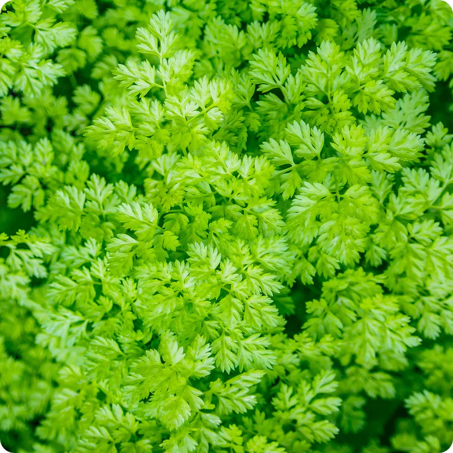 Green Chervil herb seeds