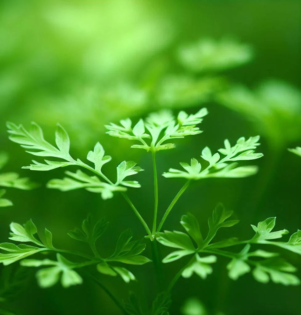 Chervil Anthriscus herb seeds