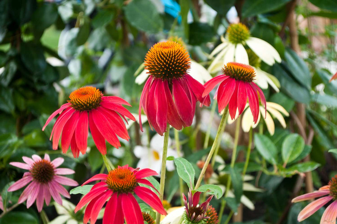 Red Echinacea Coneflower Seeds – Heirloom, Non-GMO, High Germination Organic