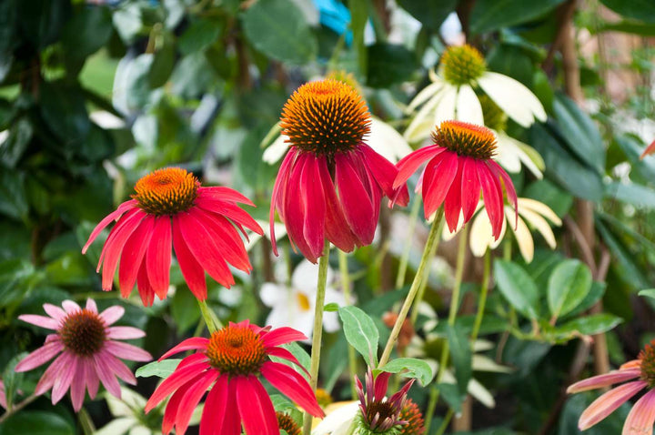 Red Echinacea Coneflower Seeds – Heirloom, Non-GMO, High Germination Organic