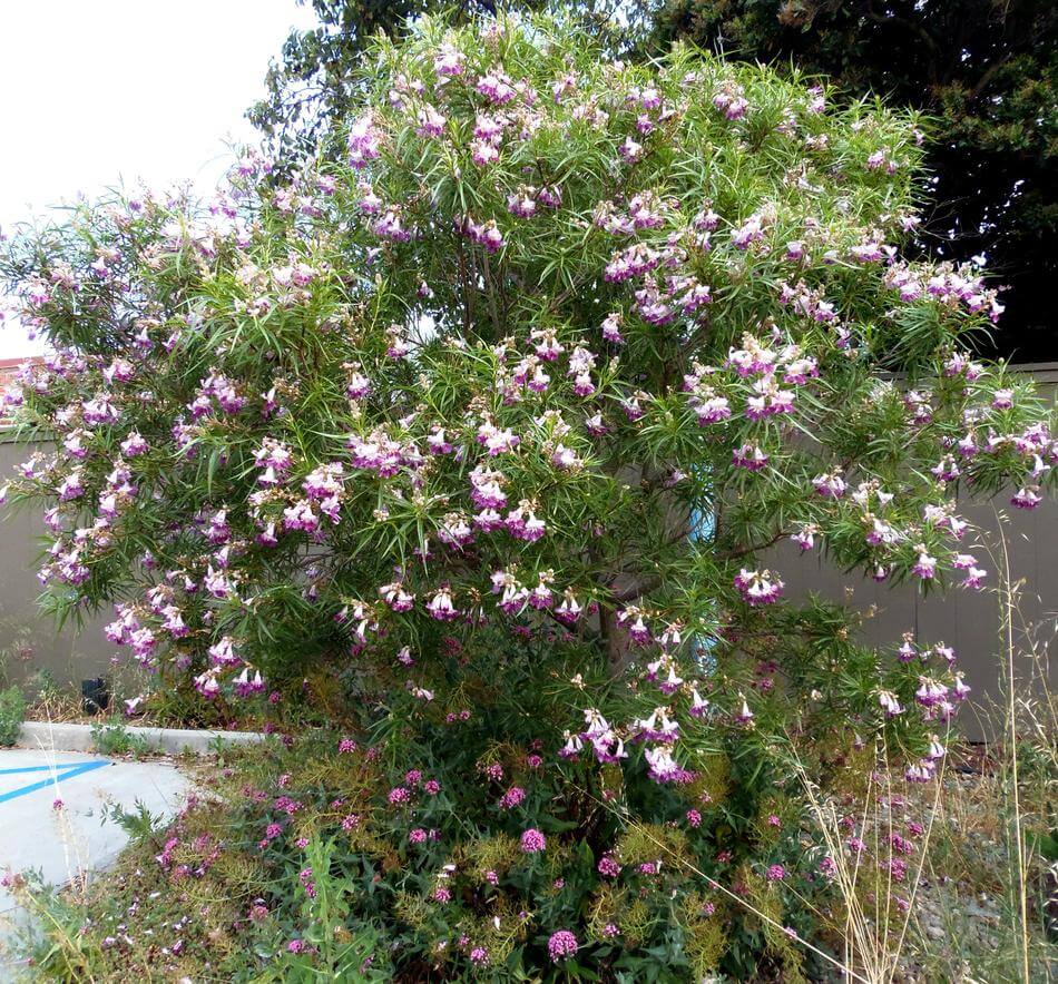desert willow flower seeds