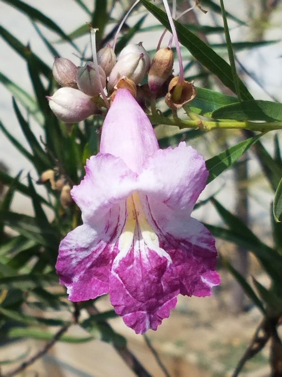 Chilopsis linearis Blumensamen zum Pflanzen – Erbstück, gentechnikfrei, keimstark, Bio-Samen