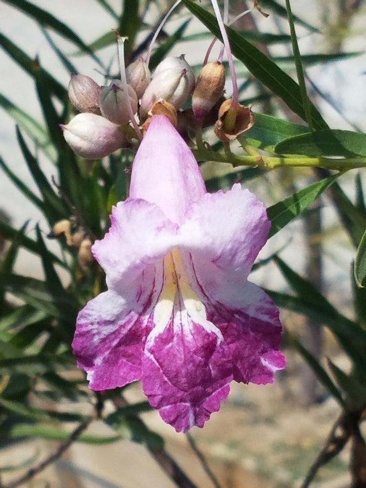 Chilopsis linearis Blumensamen zum Pflanzen – Erbstück, gentechnikfrei, keimstark, Bio-Samen