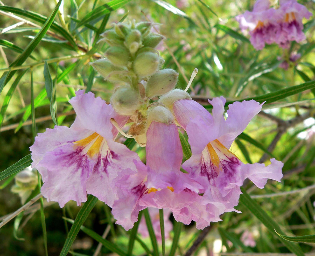Chilopsis linearis Blumensamen zum Pflanzen – Erbstück, gentechnikfrei, keimstark, Bio-Samen