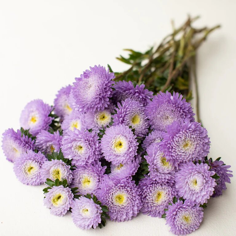 Aster Flower Seeds Violet for Planting – Heirloom Non-GMO High Germination Organic Seeds