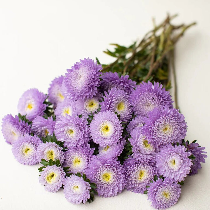 Aster Flower Seeds Violet for Planting – Heirloom Non-GMO High Germination Organic Seeds