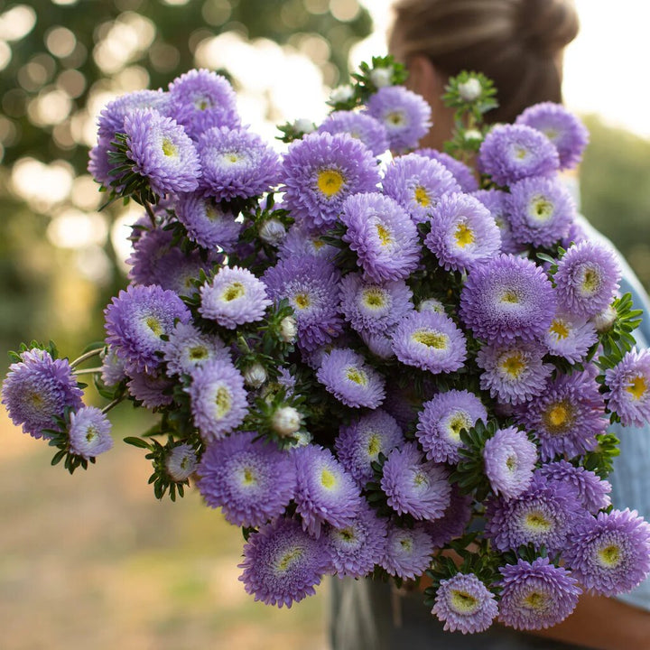 Aster Flower Seeds Violet for Planting – Heirloom Non-GMO High Germination Organic Seeds