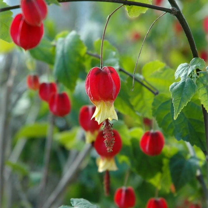 Megapotamicum Flower Seeds – Heirloom, Non-GMO, High Germination Seeds