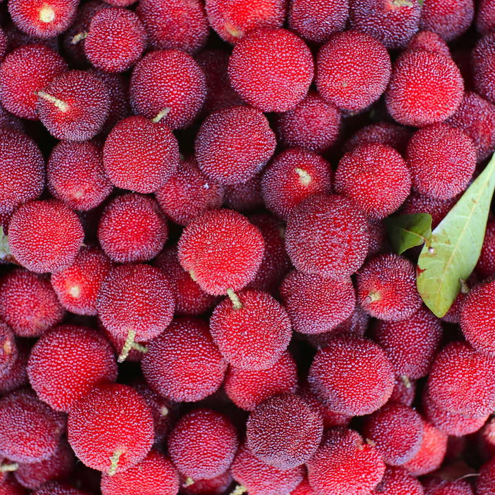 Bayberry Fruit Seeds – Heirloom, Non-GMO, High Germination Organic Garden Seeds