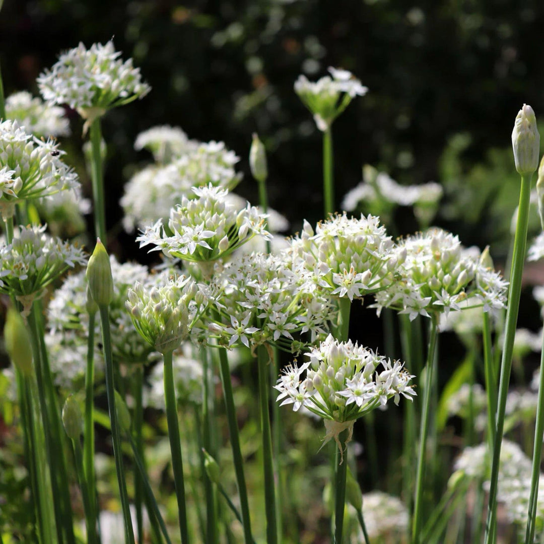 Chive Allium herb seeds