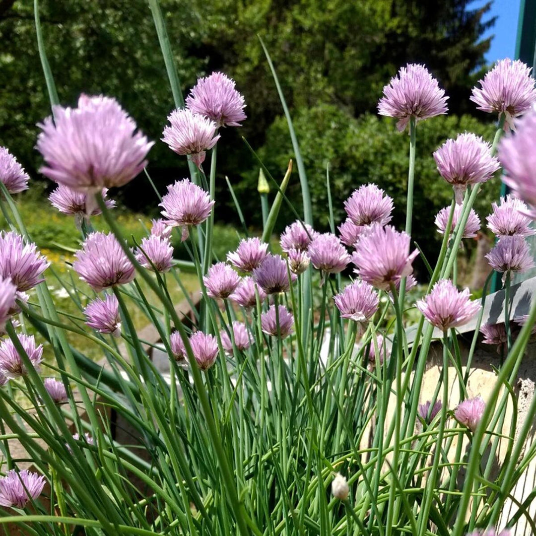 schnittlauch chive flower seeds