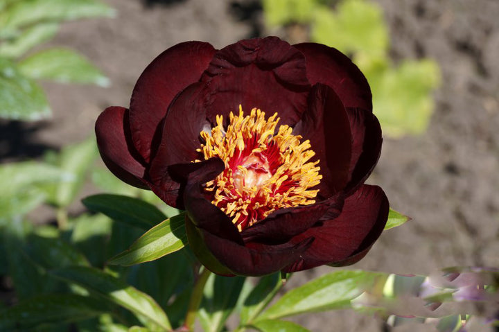 Chocolate Peony Flower Seeds for Planting – Heirloom Non-GMO High Germination Seeds