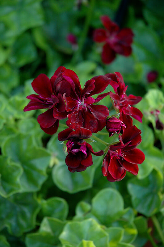 Maroon Pelargonium Flower Seeds – Heirloom, Non-GMO, High Germination Seeds