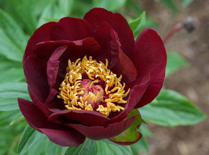 Chocolate Peony Flower Seeds for Planting – Heirloom Non-GMO High Germination Seeds