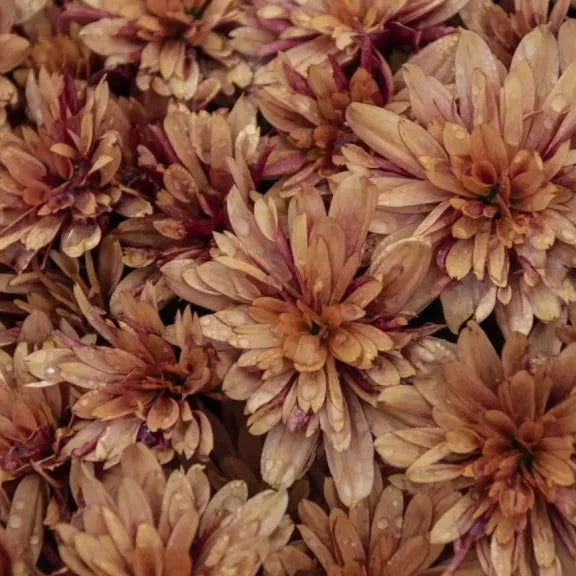 Chrysanthemum Flower Seeds Brown for Planting – Heirloom Non-GMO High Germination Seeds
