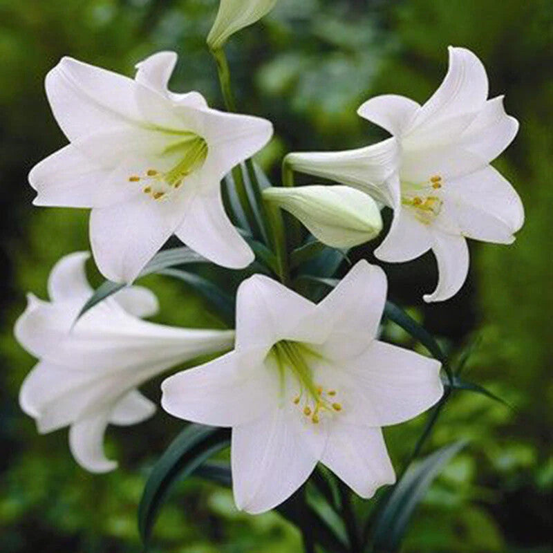 White Amaryllis Flower Seeds for Planting – Heirloom Non-GMO High Germination Organic Seeds