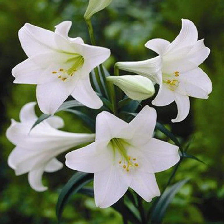 White Amaryllis Flower Seeds for Planting – Heirloom Non-GMO High Germination Organic Seeds