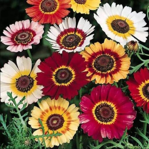 chrysanthemum carinatum flower seeds