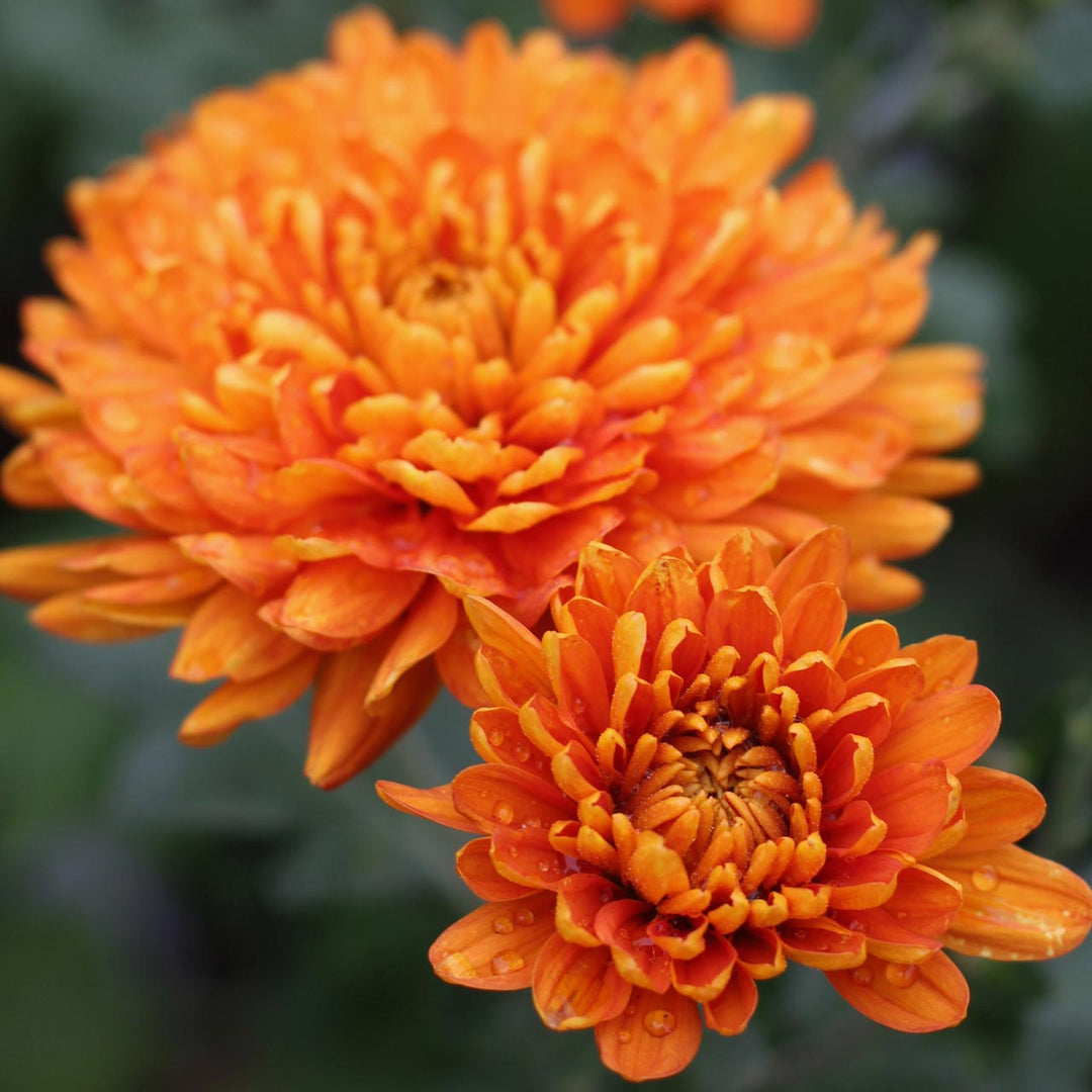Orange Blooming Chrysanthemum Flower Seeds – Heirloom Non-GMO High Germination Seeds