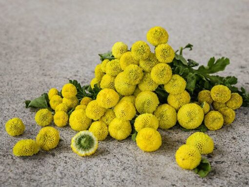 chrysanthemumgoldenballimportedmicrominiheirloomnongmohighgerminationorganicgarden flower seeds
