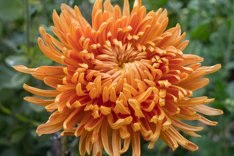 Helle orangefarbene Chrysanthemen-Samen – Alte Sorte, gentechnikfrei, hohe Keimrate