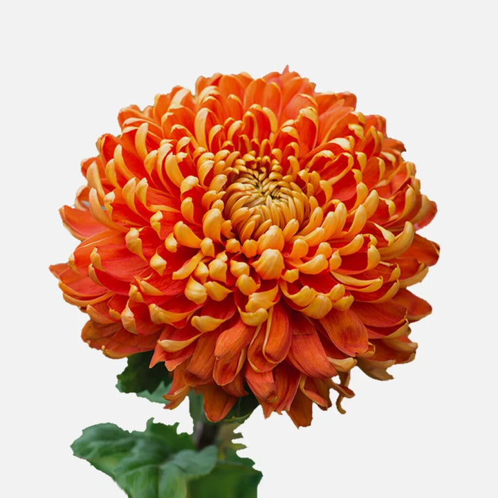 Orange Yellow Chrysanthemum Flower Seeds – Heirloom, Non-GMO Seeds