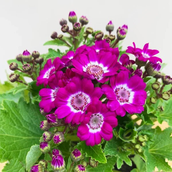 Cineraria Flower Seeds Pink – Heirloom, Non-GMO, High Germination Organic Garden Seeds