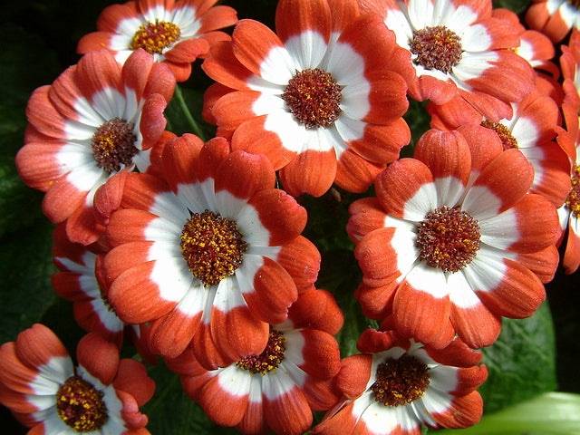 White Red Cineraria Flower Seeds – Heirloom, Non-GMO, High Germination Seeds