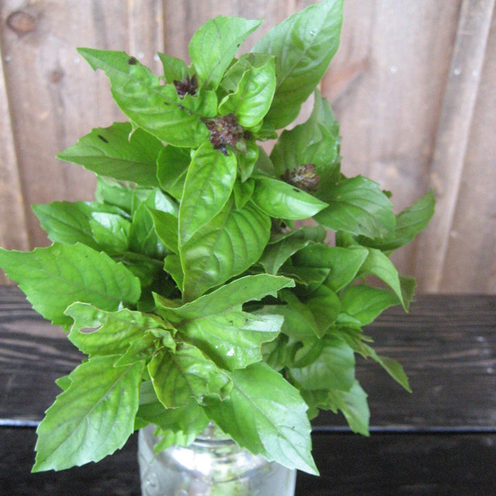 Cinnamon Basil Plant Seeds for Planting – Heirloom Non-GMO High Germination Organic Garden Seeds