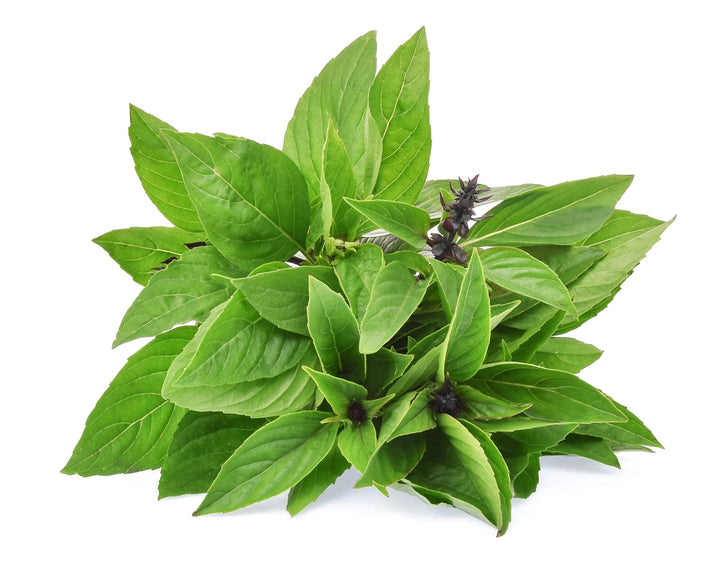 Cinnamon Basil Plant Seeds for Planting – Heirloom Non-GMO High Germination Organic Garden Seeds