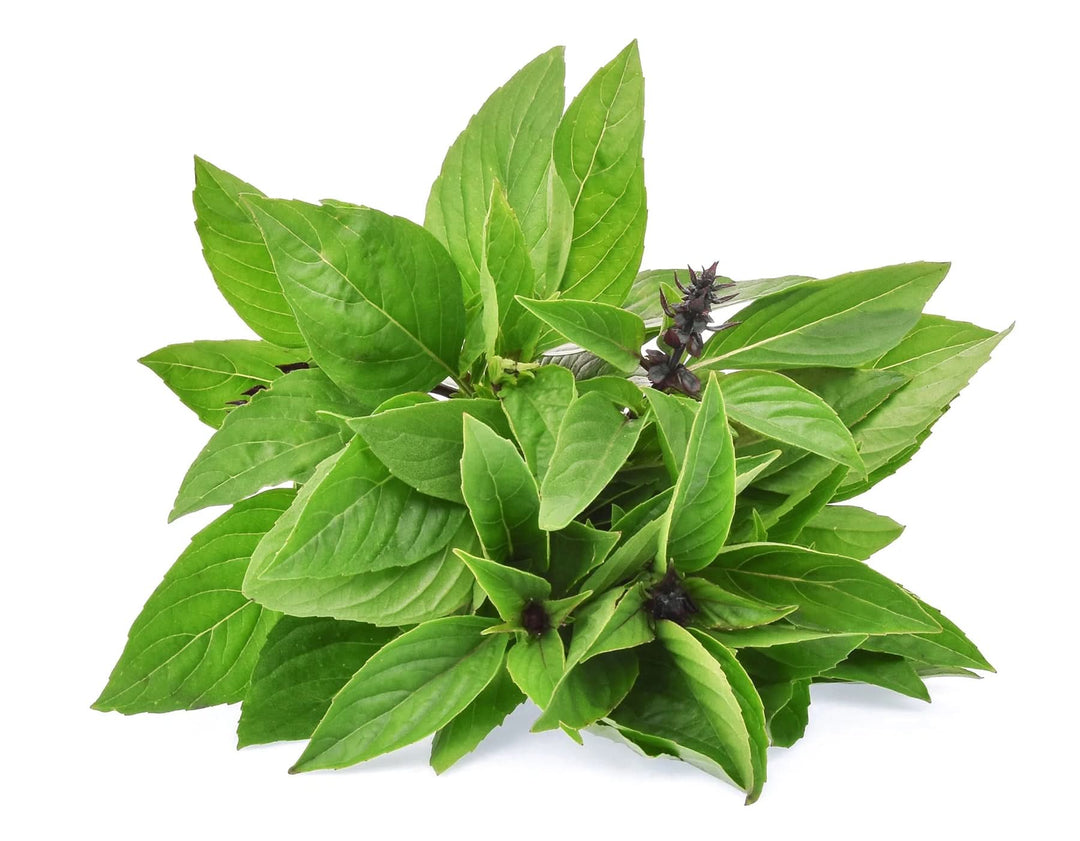 Cinnamon Basil herb seeds