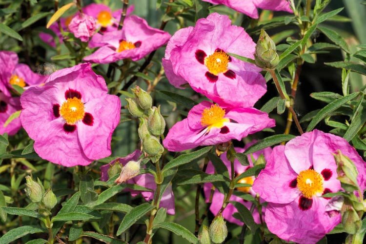 Pink Cistus Flowers Seeds for Planting – Heirloom, Non-GMO, High Germination Seeds