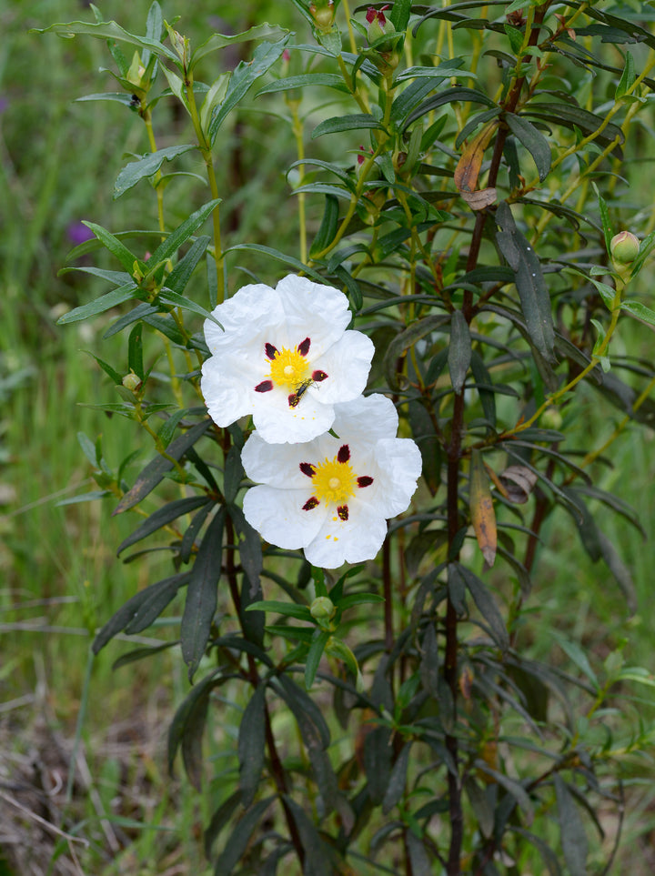 Cistus Flower Seeds for Planting – Heirloom, Non-GMO, High Germination Organic Garden Seeds