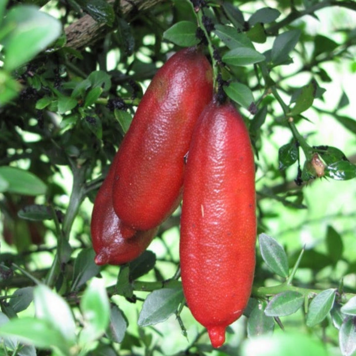Finger Lime Seeds Red for Planting – Heirloom Non-GMO High Germination Organic Garden Seeds