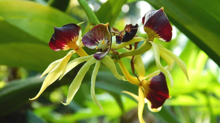 Clamshell Orchid Flower Seeds – Heirloom, Non-GMO, High Germination Organic Garden Seeds for Planting