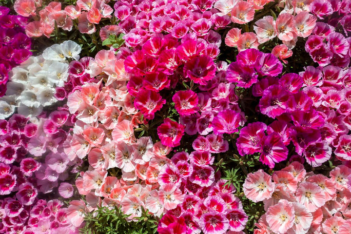 Mixed Clarkia Flower Seeds – Heirloom, Non-GMO, High Germination Organic Garden Seeds