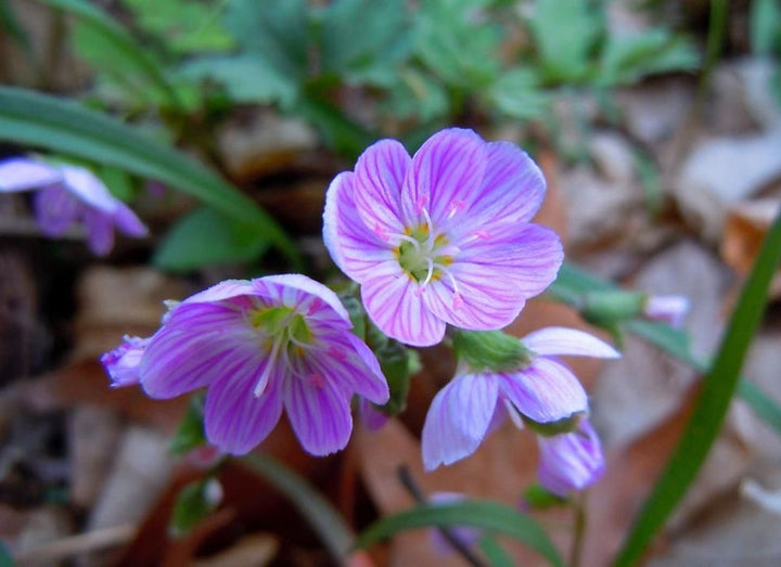 Claytonia Flower Seeds Purple – Heirloom, Non-GMO, High Germination Organic Garden Seeds