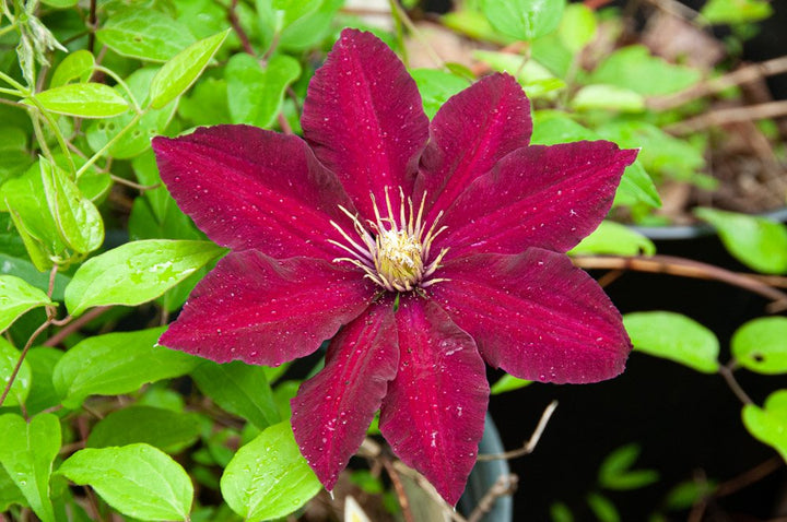Maroon Blooming Clematis Flower Seeds – Heirloom Non-GMO High Germination Organic Seeds