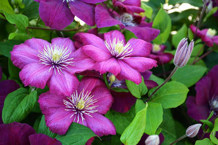 Semillas de flores de clemátide rosa - Semillas de reliquia sin OMG de alta germinación