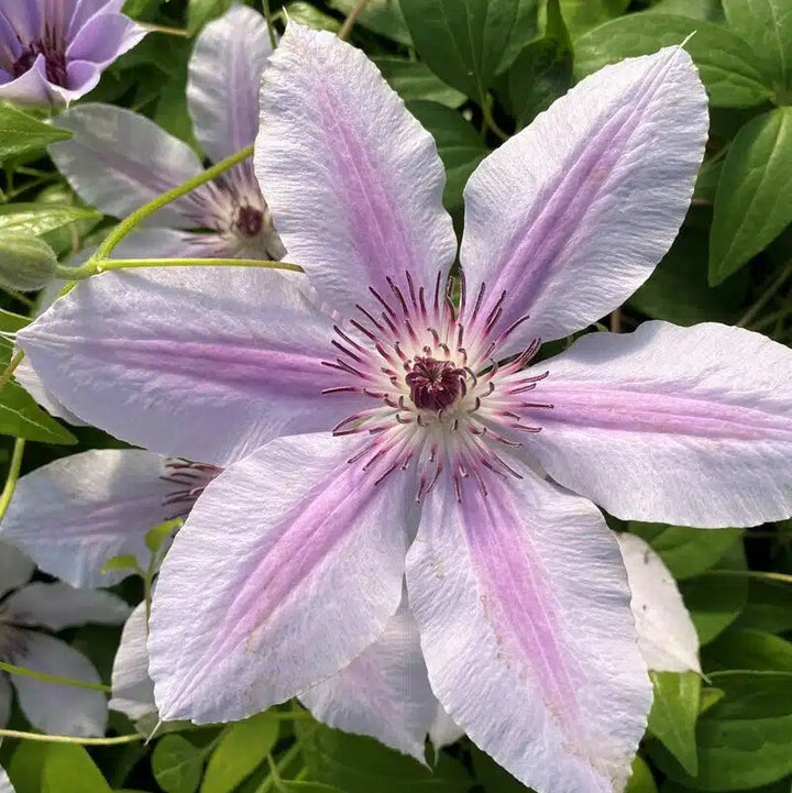 Semillas de Flores Nelly Moser Rosadas – Herencia, No-OGM, Alta Germinación Semillas Orgánicas para Jardín