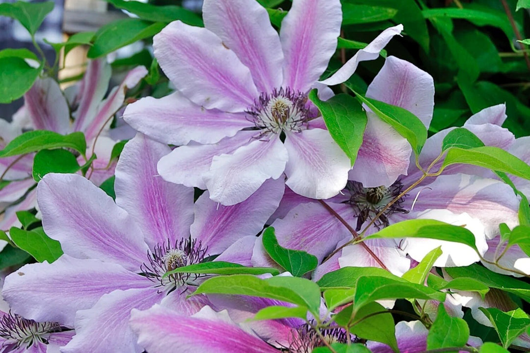 Semillas de Flores Nelly Moser Rosadas – Herencia, No-OGM, Alta Germinación Semillas Orgánicas para Jardín