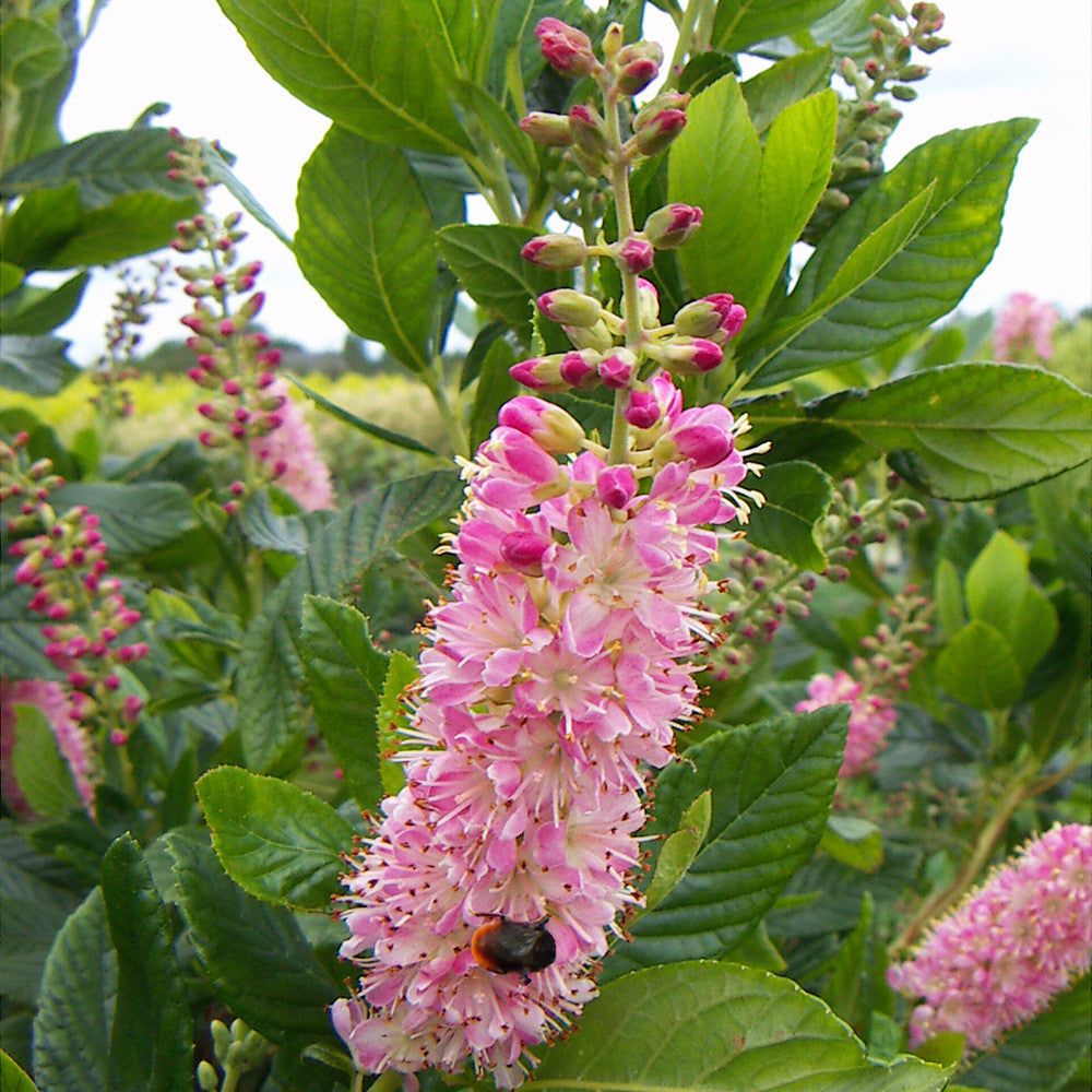 Clethra Alnifolia Rosea Flower Seeds – Heirloom Non-GMO High Germination
