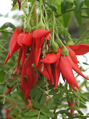 Clianthus Flower Seeds Red for Planting – Heirloom Non-GMO High Germination Seeds