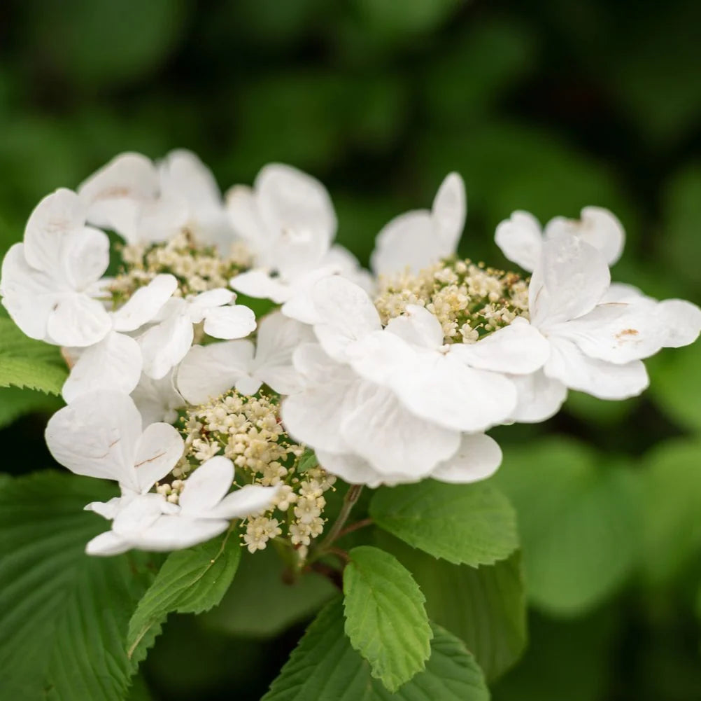 Climbing Hydrangea Vine Flower Seeds
