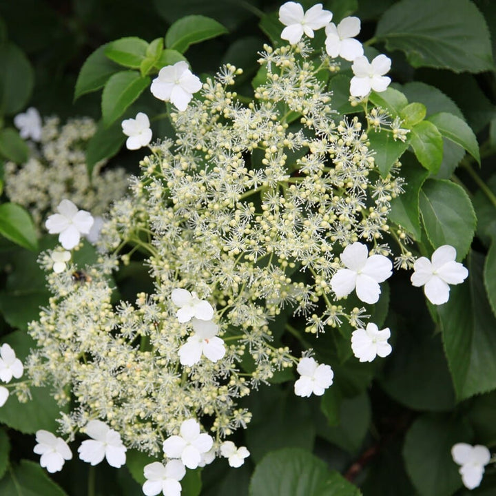 Climbing Hydrangea Vine Flower Seeds