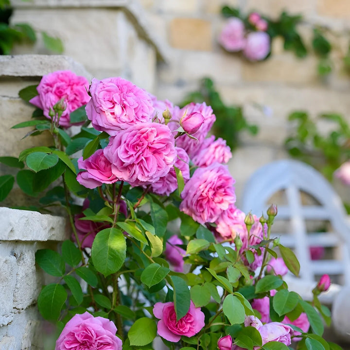 Pink Climbing Rose Flower Seeds for Planting – Heirloom Non-GMO High Germination Seeds