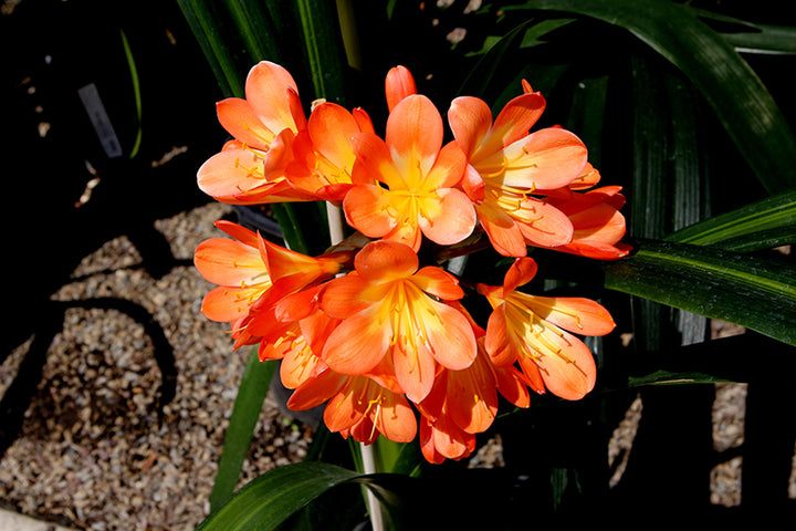 Clivia Flowers Seeds Orange – Heirloom Non-GMO High Germination Organic Garden Seeds